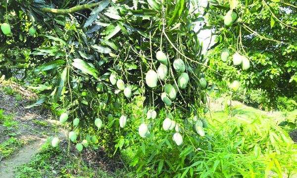 মিরসরাইয়ে বেড়েছে আমের বাণিজ্যিক চাষ