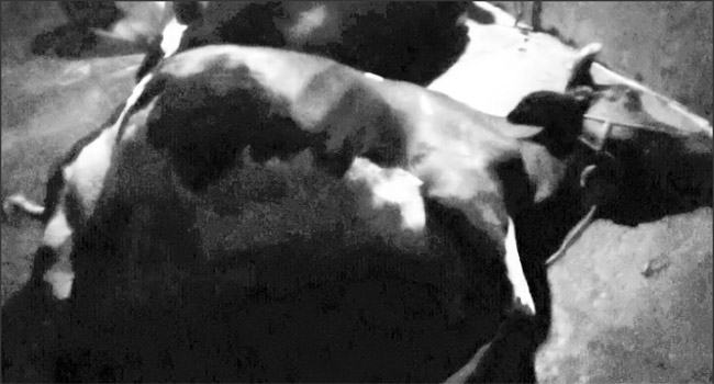 স্যালাইন পুশ করার এক ঘণ্টা পর সাড়ে ৩ লক্ষ টাকা মূল্যের অস্ট্রেলিয়ান গাভীর মৃত্যুর অভিযোগ