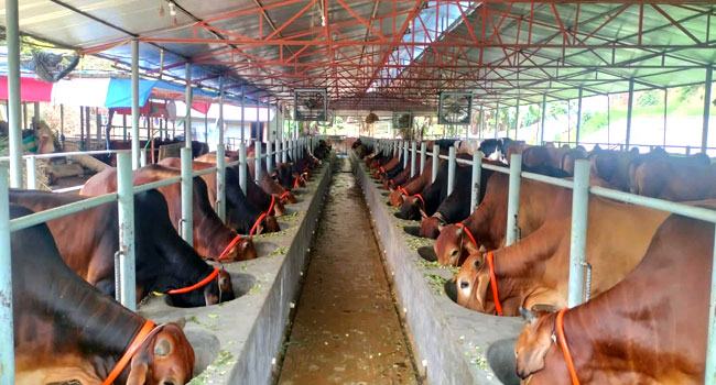 কোরবানির জন্য নাহার ডেইরি ফার্মে প্রস্তুত ৫৫০ গরু