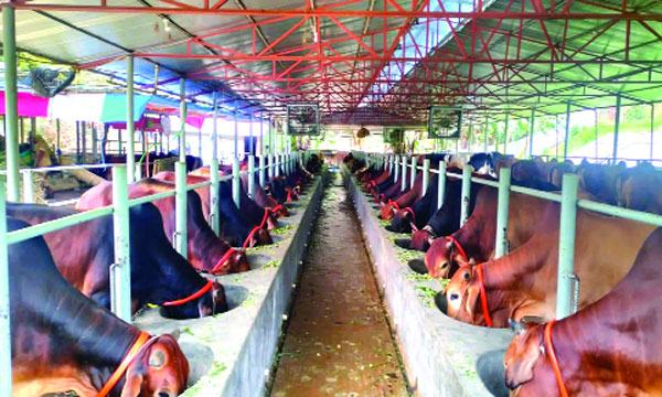 কোরবানির জন্য নাহার ডেইরি ফার্মে প্রস্তুত ৫৫০ গরু