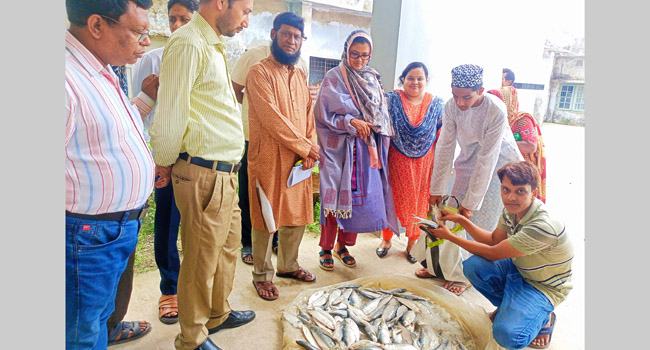 কাউখালীতে ২ মণ জাটকা জব্দ