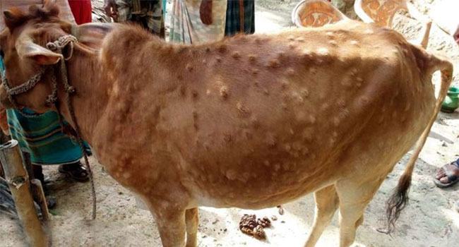 আমতলীর ৫০ ভাগ গরুই লাম্পি স্কিন রোগে আক্রান্ত