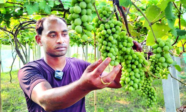 চৌগাছায় ভারতীয় মিষ্টি আঙ্গুর চাষ করে সফল কৃষক রুহুল