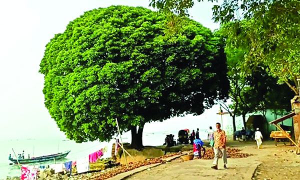 চাঁদপুরে কালের সাক্ষী মেঘনা পাড়ের শতবর্ষী বকুল গাছ