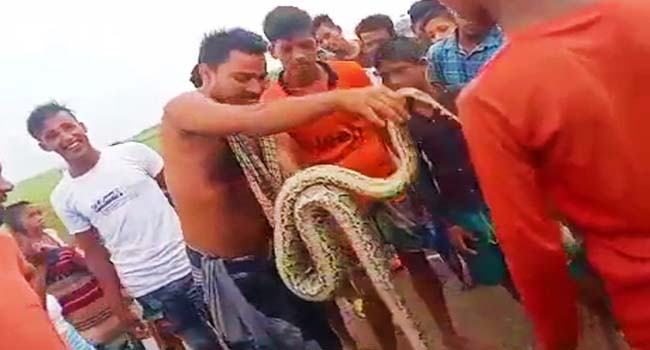 ৯ ফুট লম্বা অজগর সাপ পিটিয়ে মেরে ফেলেছে জেলেরা