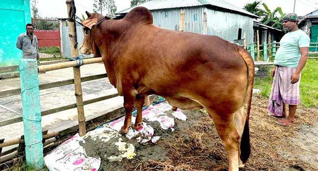 অলিপুরের জমিদারের দাম ৮ লাখ