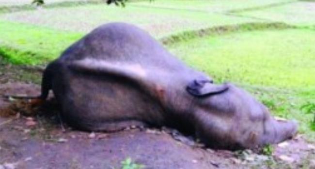 চকরিয়ায় গুলি করে আরো এক বন্য হাতি হত্যা, থানায় মামলা