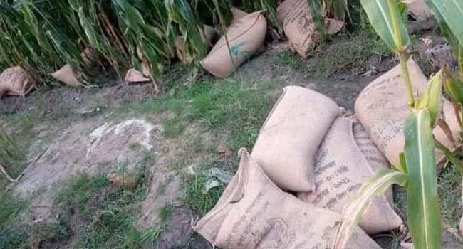 রংপুরে ভুট্টা ক্ষেতে মিলল ভিজিডির ৬০ বস্তা চাল