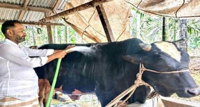 লালমোহনে ১০ লাখ টাকা দাম ওঠেছে মানিক নামের গরুটির!