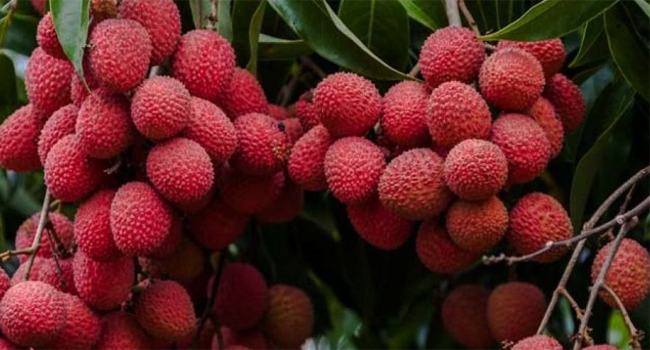 অতিরিক্ত লিচু খেলে যে সমস্যা হতে পারে