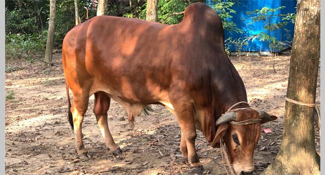 মিরসরাইয়ে মানিক বাদশার দাম হাঁকা হয়েছে ২০ লাখ টাকা!