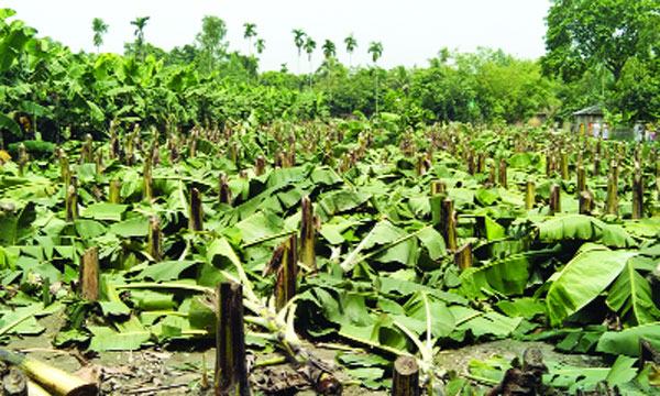সৈয়দপুরে সহস্রাধিক ফলন্ত কলাগাছ কেটে ধ্বংস