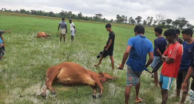 মিরসরাইয়ে বজ্রপাতে মারা গেল কোরবানিতে বিক্রির জন্য প্রস্তুত করা ২ গরু