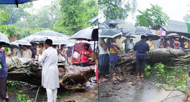 বাঁশখালীতে বজ্রপাতে শতবর্ষী বটগাছ ভেঙে পড়ায় তীব্র যানজট