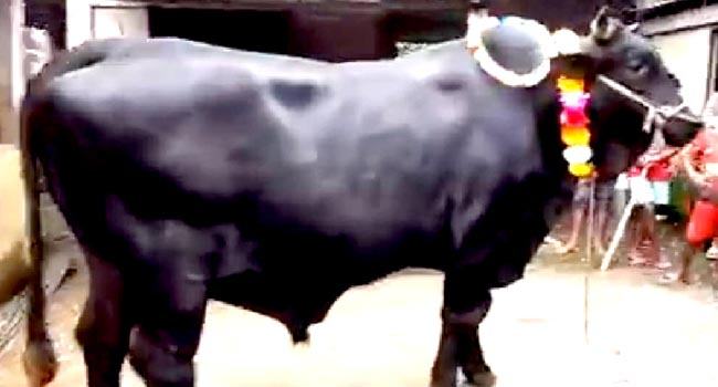 শায়েস্তাগঞ্জের বাজার মাতাবে ২৯ মণ ওজনের কালো মানিক