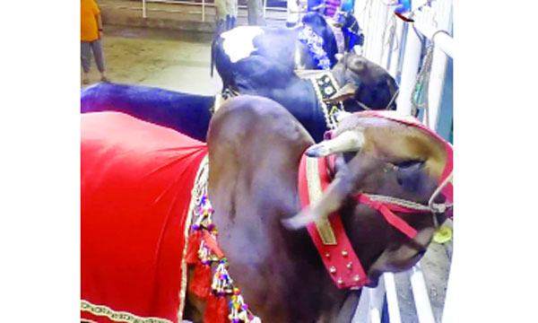 নেইমারের দাম ১০ লাখ, মেসি বিক্রি হবে ১২ লাখ টাকায়