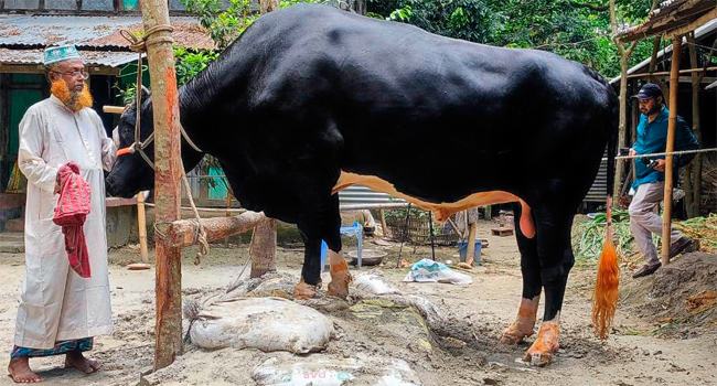 নড়িয়ার ৩৫ মণ ওজনের কোরবানির গরু কালো মানিক