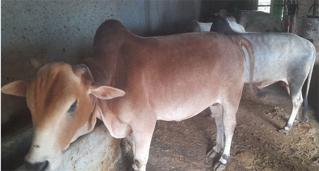 চিরিরবন্দরে কোরবানির জন্য সাড়ে ২৮ হাজার পশু প্রস্তুত