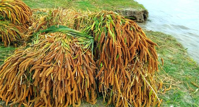 দেওয়ানগঞ্জে পানি বেড়ে নতুন নতুন এলাকা প্লাবিত