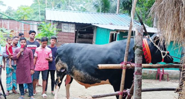 কোরবানি উপলক্ষে চট্টগ্রাম কাঁপাচ্ছে আশিয়া কিং