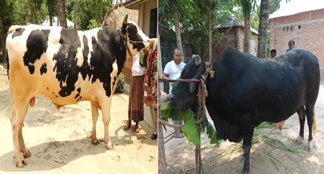 রাজাবাবু, কুরবান ও সাদামানিক : দাম হাঁকা হচ্ছে ৭ থেকে ২০ লাখ টাকা
