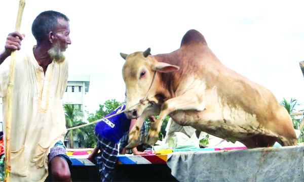 রাজধানীতে কোরবানির পশু বিক্রি শুরু তবে জমেনি