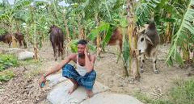 মানিকগঞ্জে পদ্মা নদীতে কোরবানির গরুবোঝাই ট্রলার ডুবি