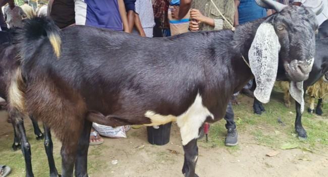 খাশিটির ওজন ৯৫ কেজি, দাম সোয়া লাখ টাকা