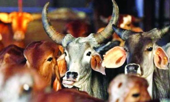 কোরবানি : পশু নিয়ে মানুষ কাণ্ড