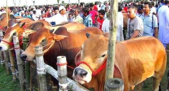 কুমিল্লায় কোরবানির জন্য প্রস্তুত ২ লাখ ২৯ হাজার ৯৮টি পশু