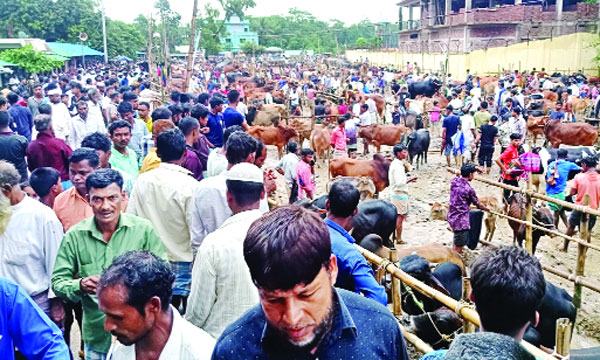 মিয়ানমার থেকে গরু আসার পরও উখিয়ায় উচ্চমূল্য