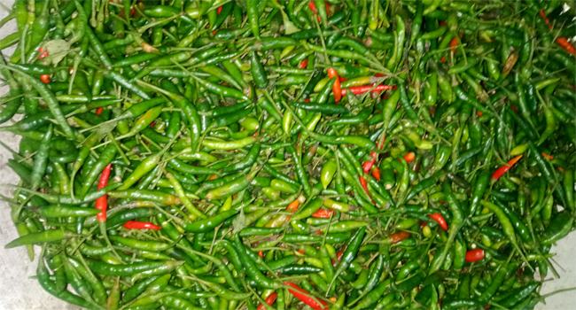 দেওয়ানগঞ্জে কাঁচা মরিচের কেজি ৩২০
