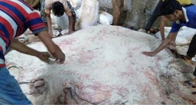 পশুর চামড়া সংরক্ষণের জন্য ১ লাখ ১৭ হাজার টন লবণ সরবরাহ