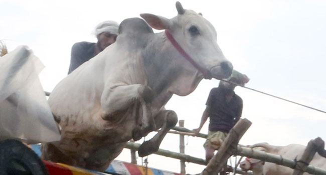 গবাদি পশুর বাজার নিয়ে সরকারি নির্দেশনা জারি