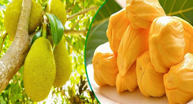 কাঁঠালের যত গুণ