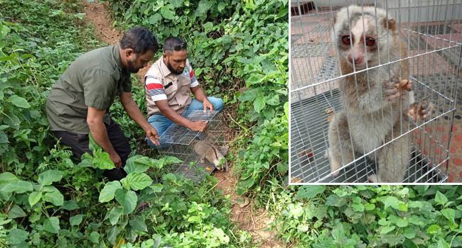লোকালয় থেকে উদ্ধার করে লজ্জাবতী বানর সংরক্ষিত বনে অবমুক্ত
