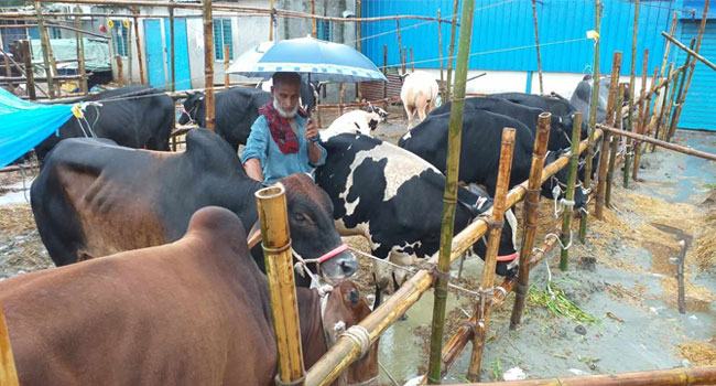বিক্রি হলো না রুবাইতের ১৪ গরু