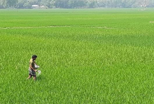 দেশের অর্থনীতিতে কৃষির অবদান বিশ্ব মানের