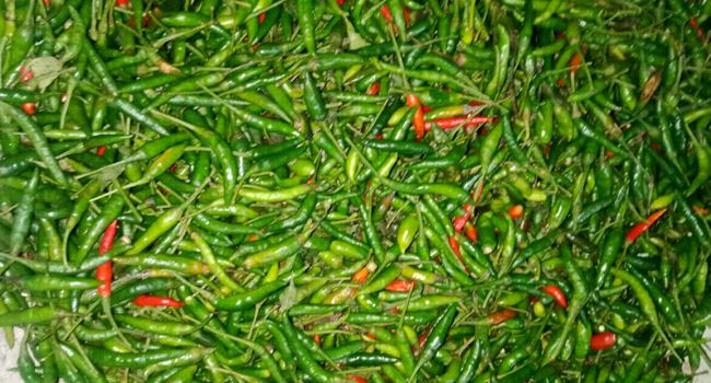 দেওয়ানগঞ্জে মরিচের কেজি ৮০০ টাকা
