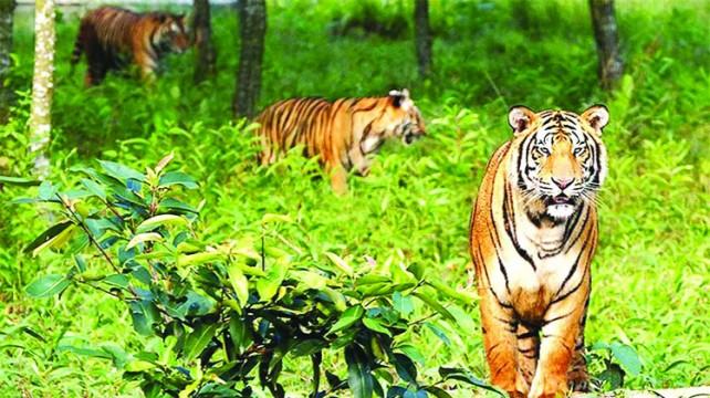 অব্যক্ত বেদনার বিবৃতি