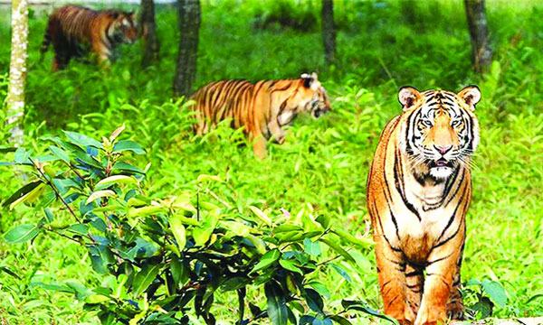 অব্যক্ত বেদনার বিবৃতি