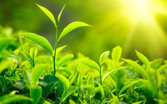 চলতি মৌসূমে রেকর্ড পরিমাণ চা উৎপাদন