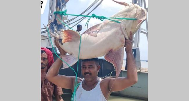 দৌলতদিয়ায় ১ বাঘাইড় ৪৮ হাজার টাকায় বিক্রি