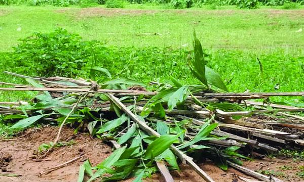 ভালুকায় বন বিভাগের রোপণকৃত ৪ সহস্রাধিক চারা ধ্বংস