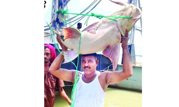 পদ্মার ৩৬ কেজির বাঘাইড় ৪৮ হাজার টাকায় বিক্রি