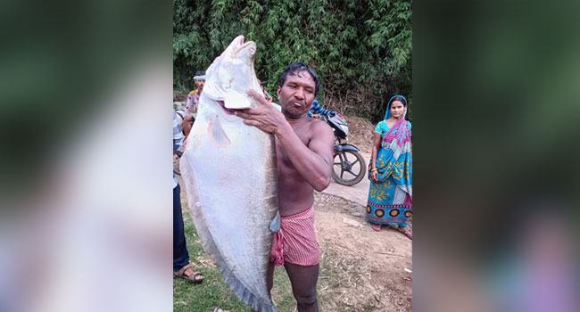 ধরা পড়ল দৈত্যাকার রাঘব চিতল
