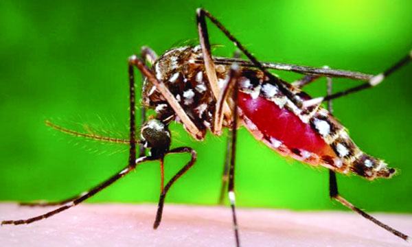 বাড়ছে ডেঙ্গু, সাবধান হোন