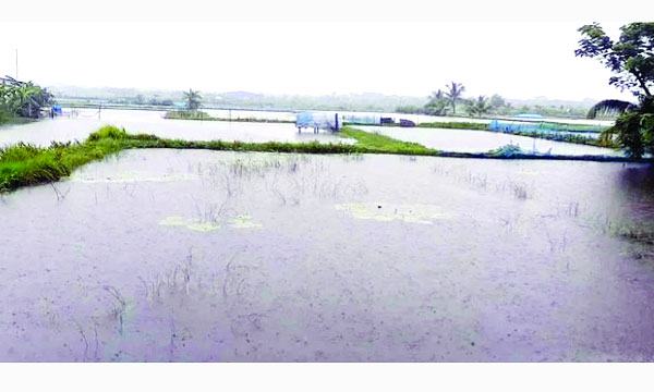 চিংড়ি শিল্প ধ্বংসের মুখে