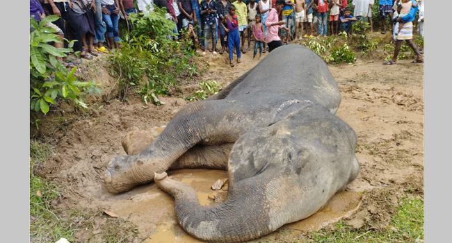 রামু সংরক্ষিত বনে বয়স্ক হাতির মৃত্যু