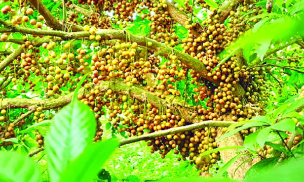 ঘাটাইলে লটকন চাষে কৃষক আমিরের চমক